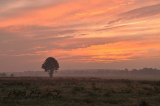 Sonnenaufgang im Moor