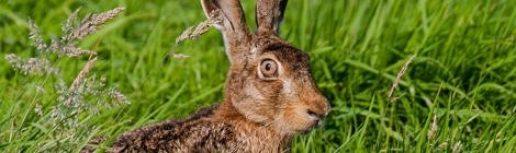 Für artenreiche und gesunde Wildbestände