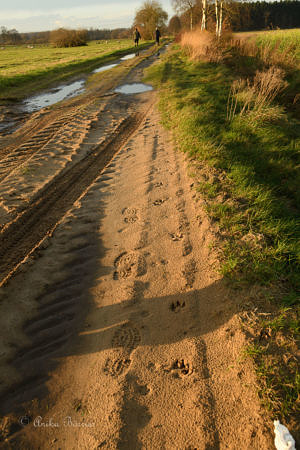 Wolfsfährte auf einem Sandweg, Foto: Anika Börries