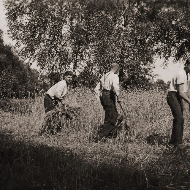 Ernte; erster von rechts: Gerd Börries