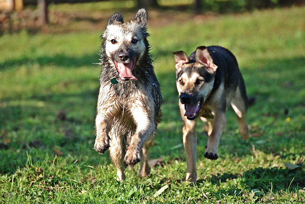 Tobende Hunde