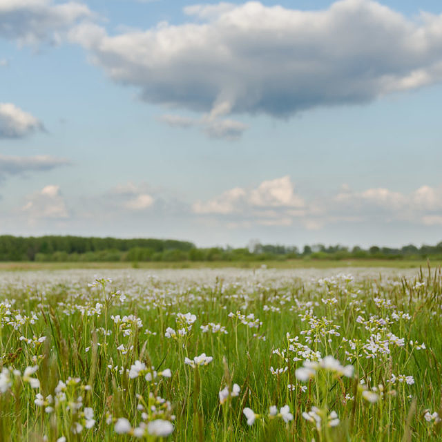 Wiesenschaumkrautwiese