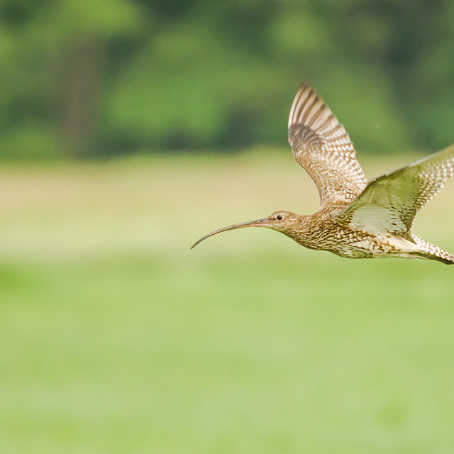 Flug des Großen Brachvogels