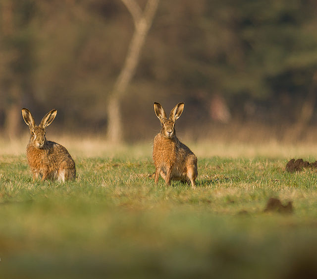 Der gesetzliche Auftrag zur Nachhaltigkeit! April, Feldhase, Haarwild, ND, Niederwild, Wiese-2013-04-21-071715