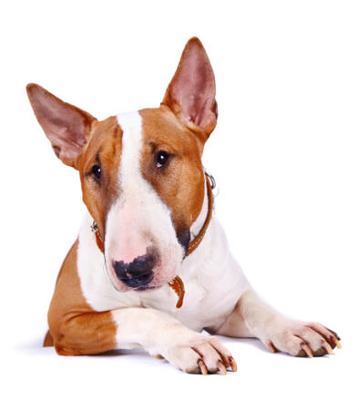 English Bullterrier