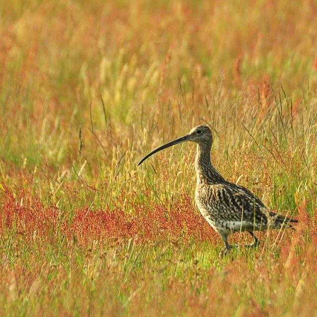 Großer Brachvogel