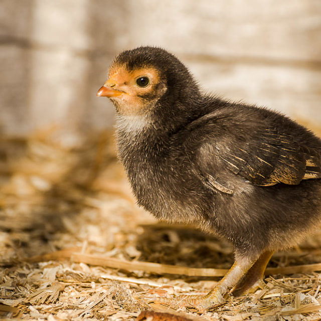 Faszinierend, wie schnell Hühner wachsen 2014-03-27-152952-Küken-Marans-März-Vorwerk