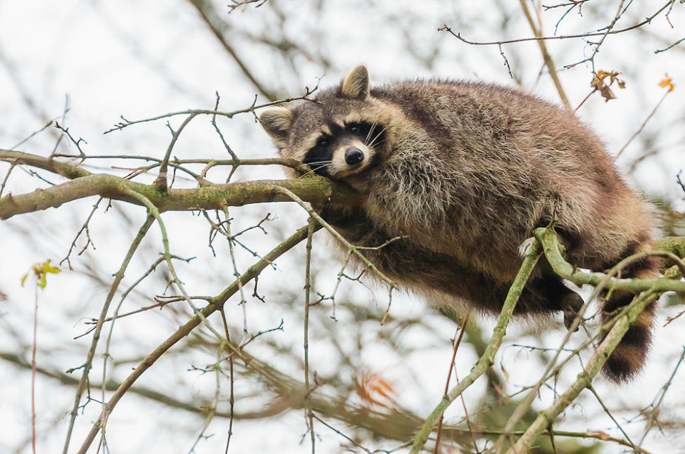 stralsund wilde hunde besetzung
