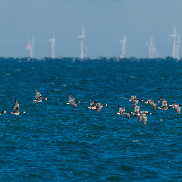 Nonnengänse vor Offshore-Anlage