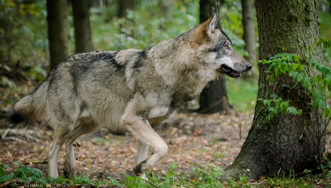 Literatur zum Thema Wolf