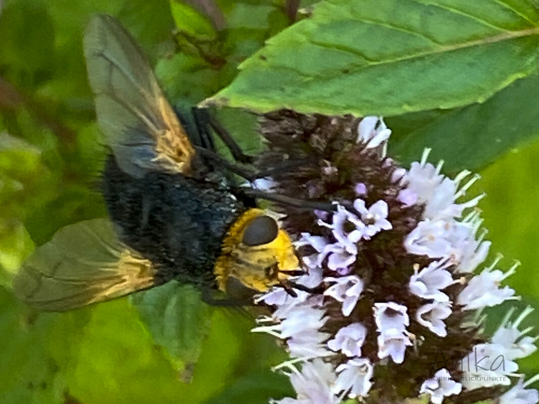 Tachina grossa