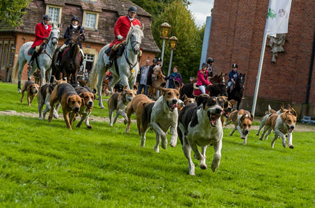 Bei den Hunden ist kein Halten mehr