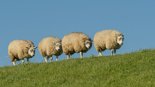 Schafe auf dem Deich