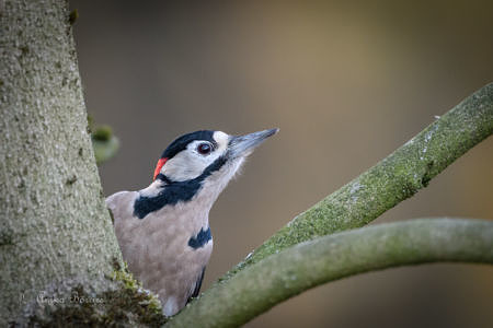Buntspecht - Dendrocopos major Buntspecht - Dendrocopos major