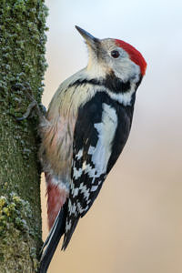 Mittelspecht - Leiopicus medius Mittelspecht - Leiopicus medius