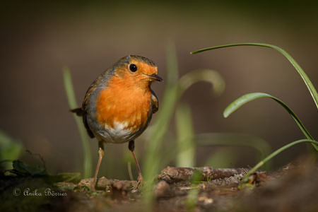 Rotkehlchen - Erithacus rubecula Rotkehlchen - Erithacus rubecula