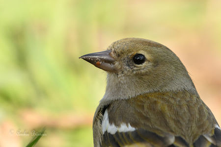 Buchfinkweibchen - Fringilla coelebs Buchfinkweibchen - Fringilla coelebs
