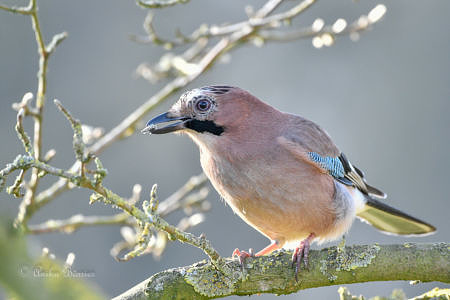 Eichelhäher - Garrulus glandarius Eichelhäher - Garrulus glandarius