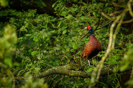 Aufgebaumter Fasan Fasan - Phasianus colchicus